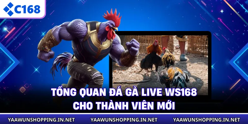 Tổng quan đá gà live WS168 cho thành viên mới